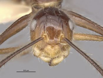 Media type: image;   Entomology 21520 Aspect: head frontal view